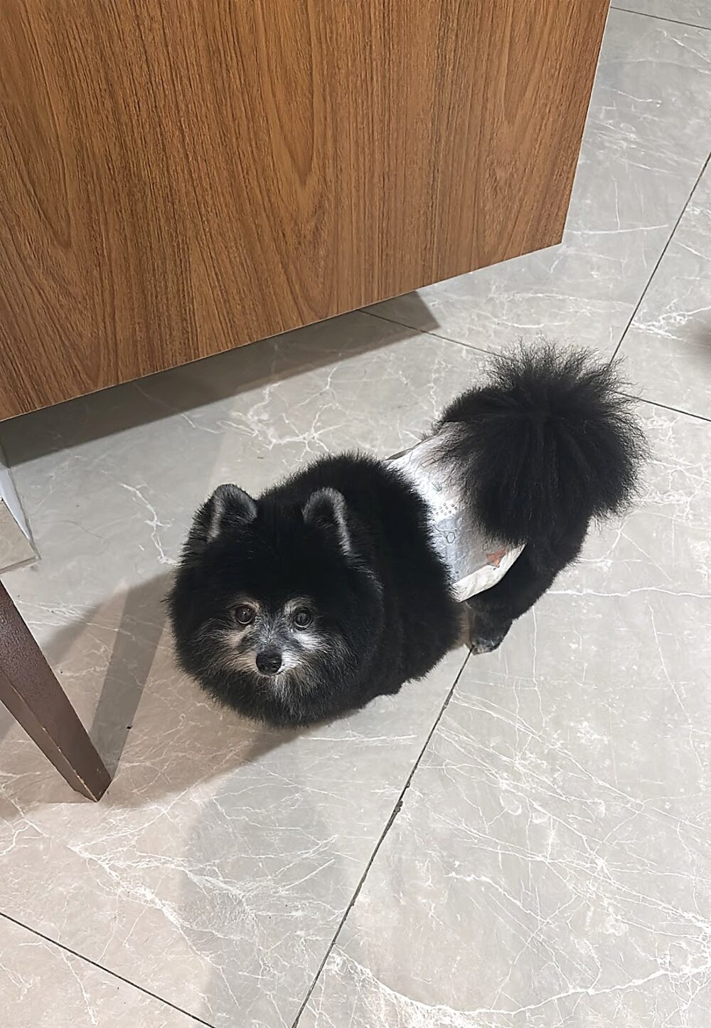 Cliente de quatro patas da All Pet, em Higienópolis, depois do banho e tosa