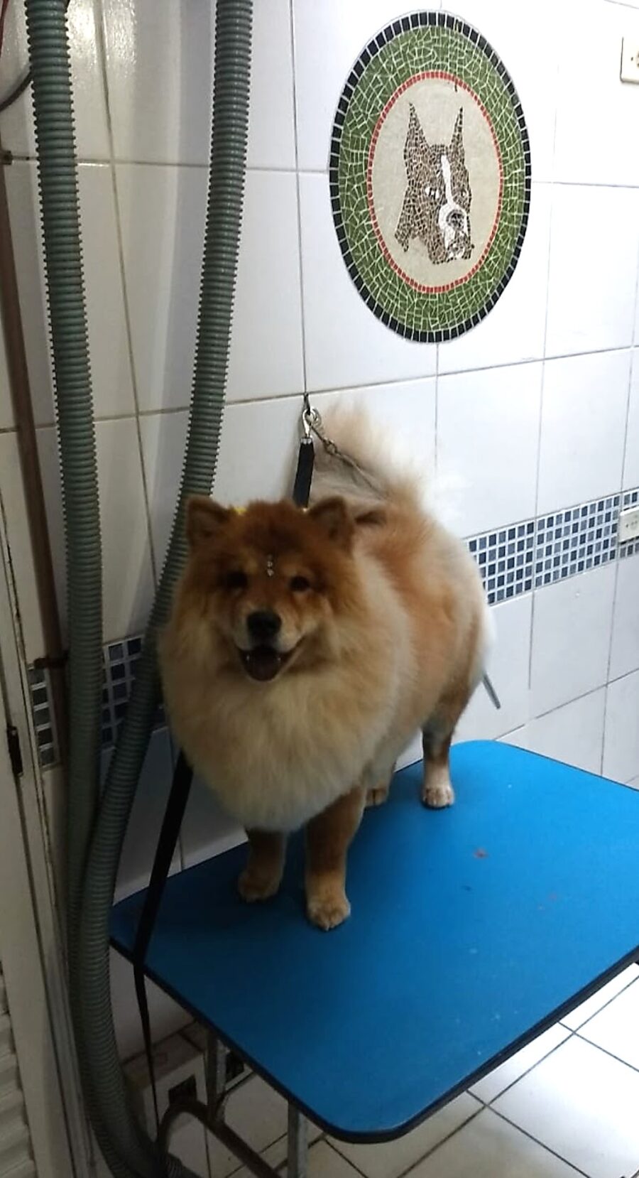 Pet cliente da All Pet no espaço de tosa, em Higienópolis