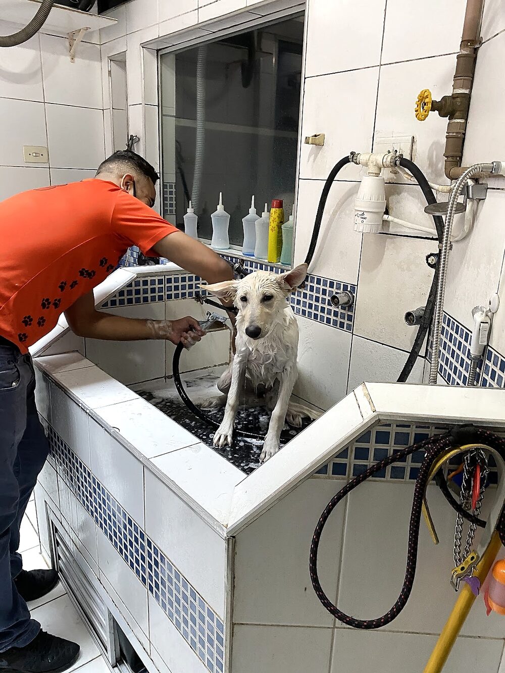 Banho de cachorro na All Pet, em Higienópolis