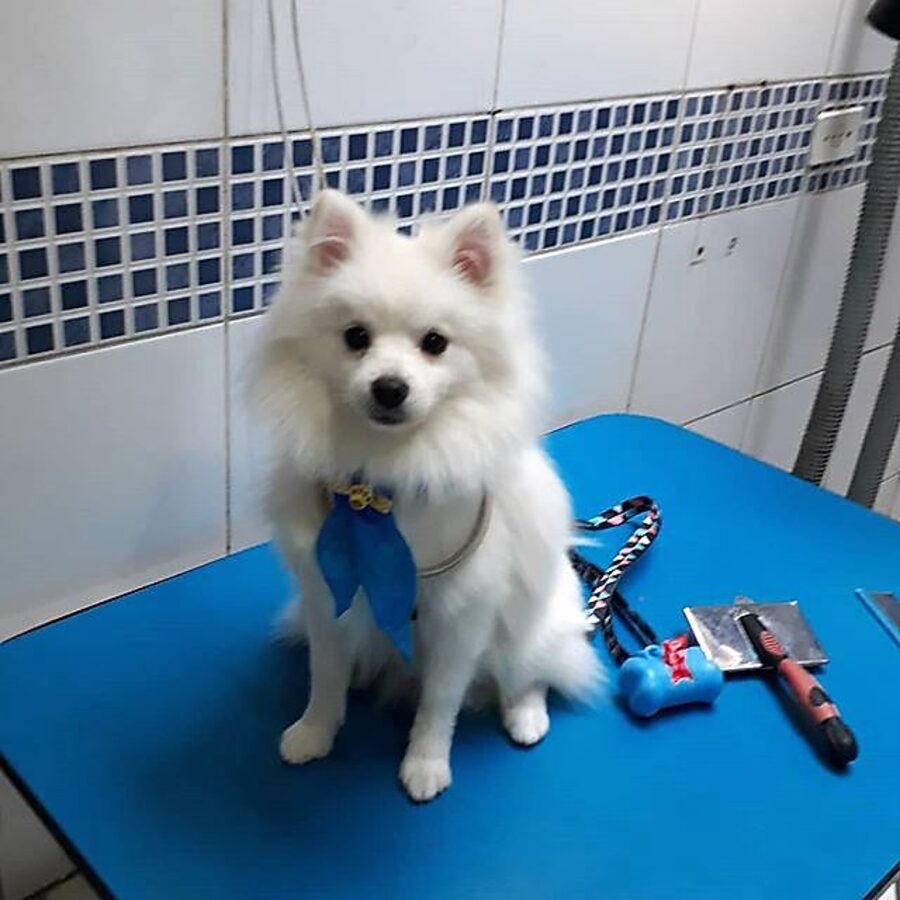 Cachorro após tosa na All Pet